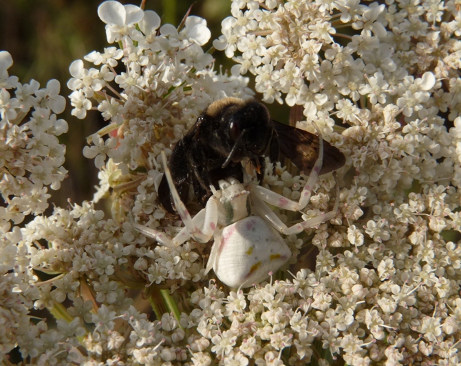 Thomisus onustus